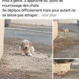 Picture of dog found at Mazeres Lezons