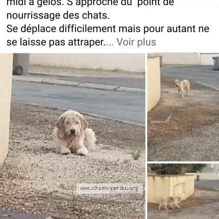 Photo 1/1 Found dog Found in Mazeres lezons