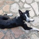 Picture of dog lost at Rosny Sous Bois