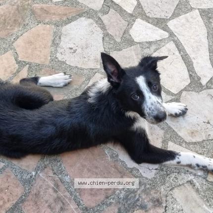 Photo 1/1 Vicky Chien lost in Rosny sous bois