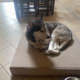 Picture of dog lost at Allain