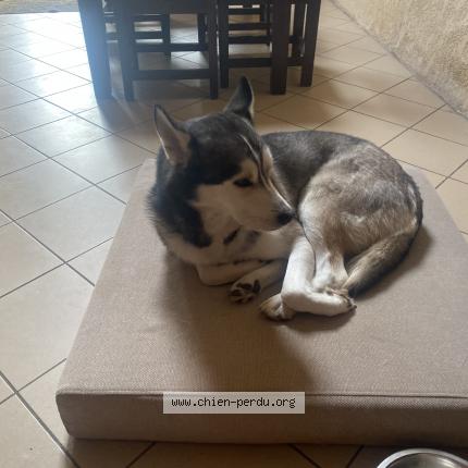 Photo 1/1 Spiky Chien lost in Allain