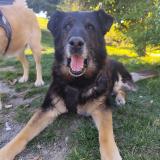 Picture of dog lost at Aubiet