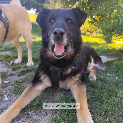 Photo 1/1 Hulk Chien lost in Aubiet