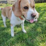 Picture of dog lost at Etoges