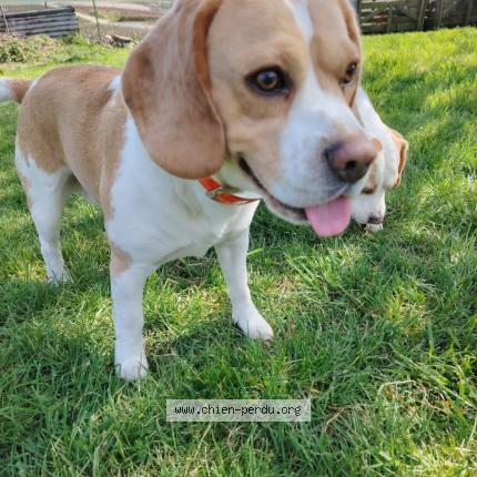 Photo 1/1 Tornade Chien lost in Etoges