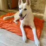 Picture of dog lost at Tours