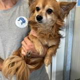 Picture of dog found at Tourcoing