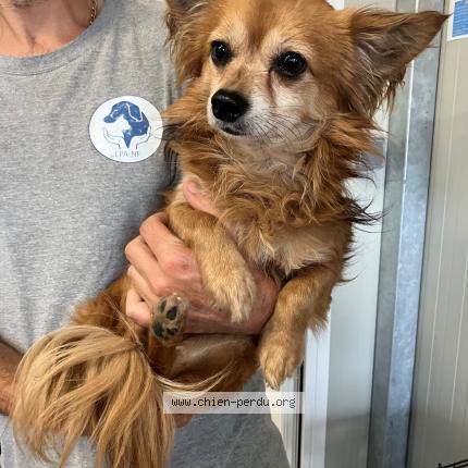 Photo 1/1 Found dog Found in Tourcoing