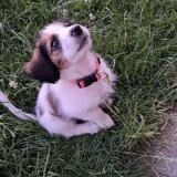 Picture of dog lost at Guesnain