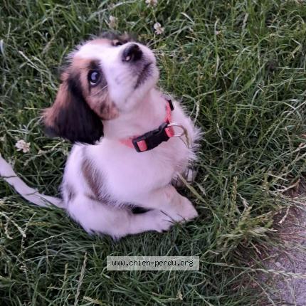 Photo 1/1 Nyna Chien lost in Guesnain