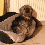 Picture of dog lost at Briaucourt