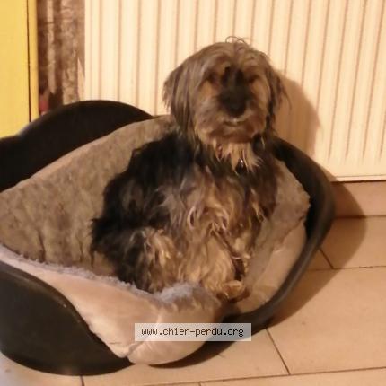 Photo 1/1 Ganja gougou Chien lost in Briaucourt