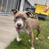 Picture of dog found at Roubaix