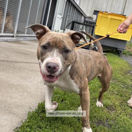 Photo 1/1 Found dog Found in Roubaix