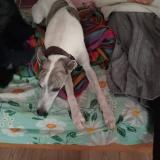 Picture of dog lost at Bruxelles