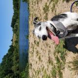 Picture of dog lost at Fourons