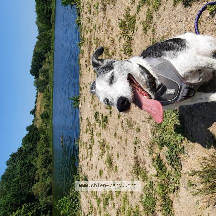 Photo 1/1 Zack Chien lost in Fourons