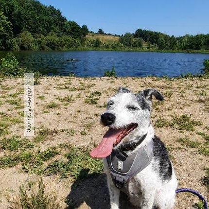 Foto 1/1 Zack Hond vermist in Fourons