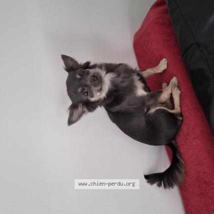 Foto van vermiste hond in Manage