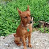 Picture of dog lost at Lyon