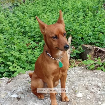 Photo 1/1 Bingo Chien lost in Lyon