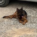 Picture of dog lost at Condrieu