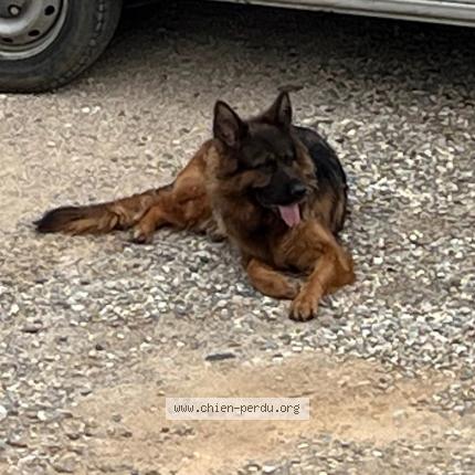 Photo 1/1 Ruby Chien lost in Condrieu