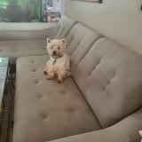 Picture of dog lost at Brest