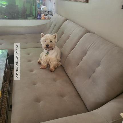 Photo 1/1 Dorine Chien lost in Brest