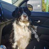 Picture of dog lost at Cruviers Lascours