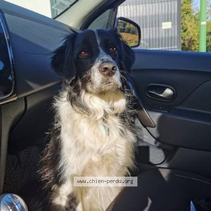 Photo 1/1 Leny Chien lost in Cruviers lascours