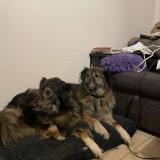 Picture of dog lost at Bazoches Les Hautes