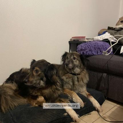 Photo 1/1 Verlaine Chien lost in Bazoches les hautes