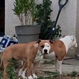Picture of dog lost at Saint Jean Sur Reyssouze