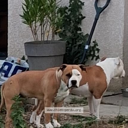 Photo 1/1 Taki Chien lost in Saint jean sur reyssouze