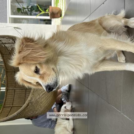 Photo 1/1 Found dog Found in Santa tecla