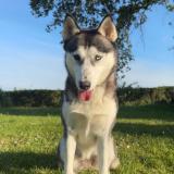 Picture of dog lost at Terval