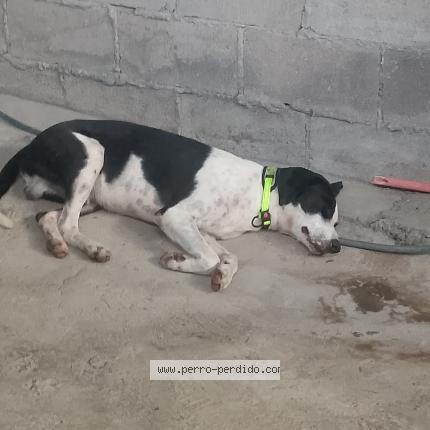 Photo 1/1 Found dog Found in San salvador