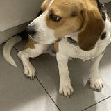 Picture of dog lost at La Buisse