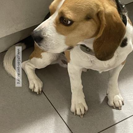 Photo 1/1 Snoopy Chien lost in La buisse