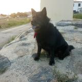 Picture of dog lost at Chambery