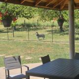 Picture of dog found at La Muraz