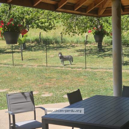 Photo 1/1 Found dog Found in La muraz