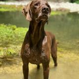 Picture of dog lost at Macon