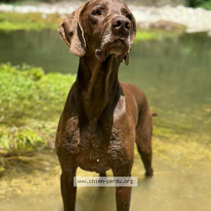 Photo 1/1 bronka Chien lost in Macon