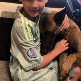 Picture of dog lost at Lille