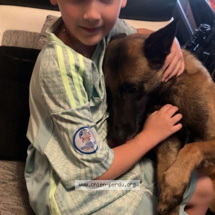 Photo 1/1 Tobi Chien lost in Lille