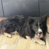 Picture of dog found at Juigne Sur Sarthe