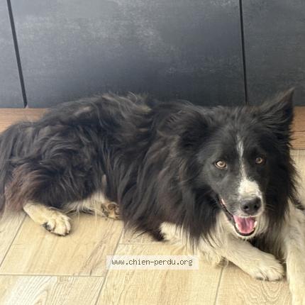 Photo 1/1 Found dog Found in Juigne sur sarthe